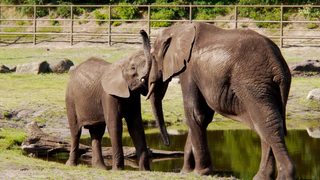 Afrikanischer Elefant