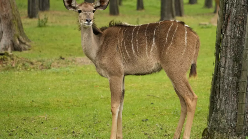 Nyala