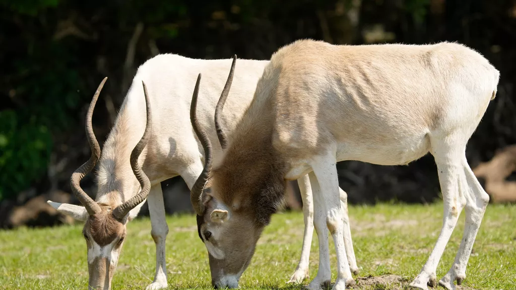 Mendesantilope