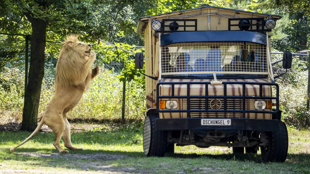 VIP-Raubtier-Safari_Weißer-Loewe