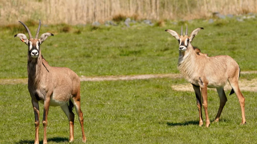 Pferdeantilope