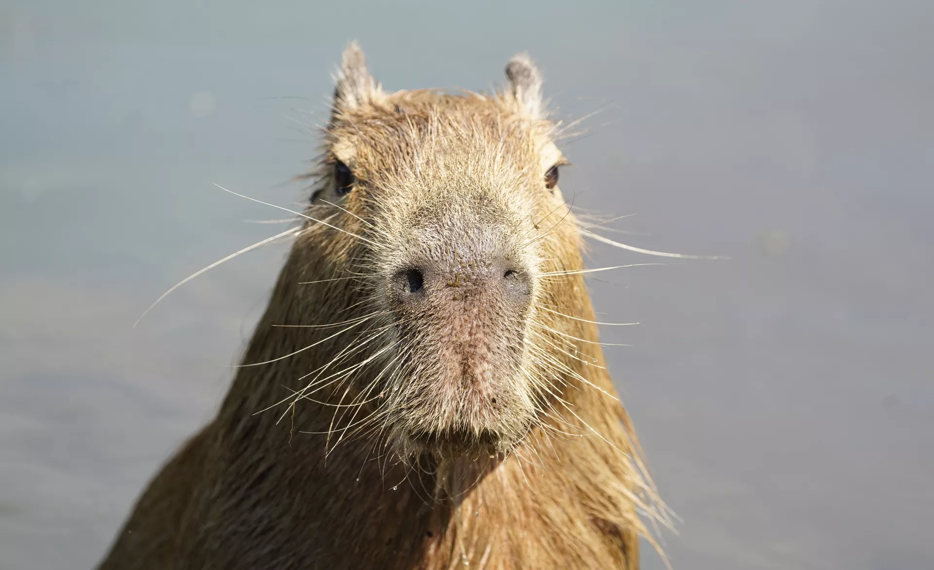 Wasserschwein