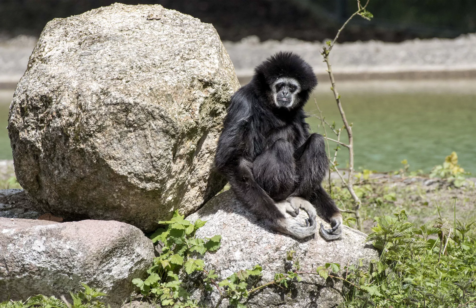 Weißhandgibbon