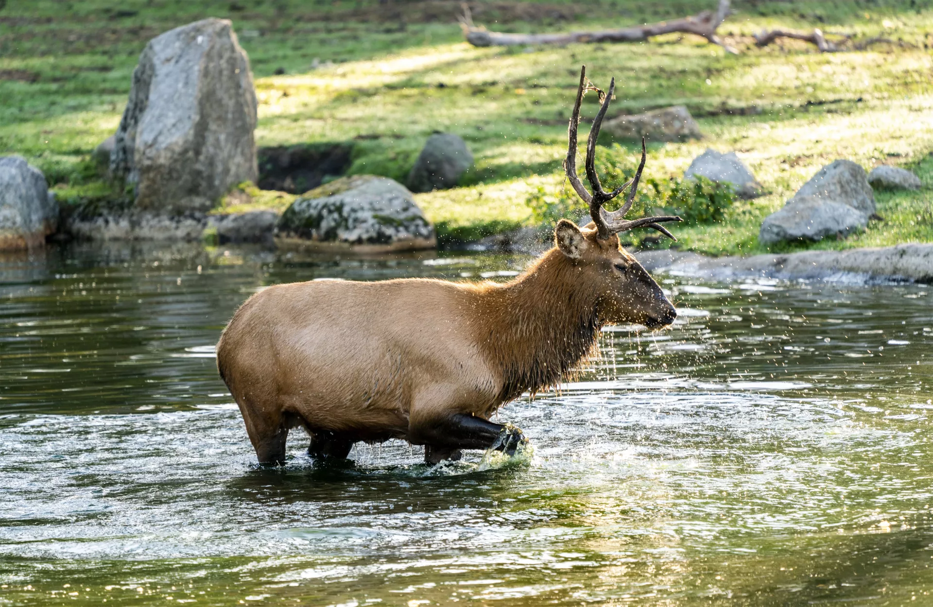 Wapiti