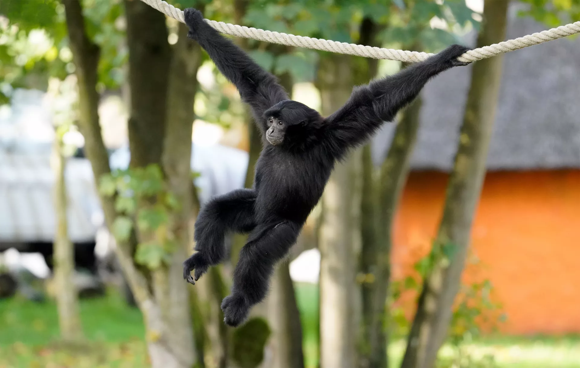 Siamang