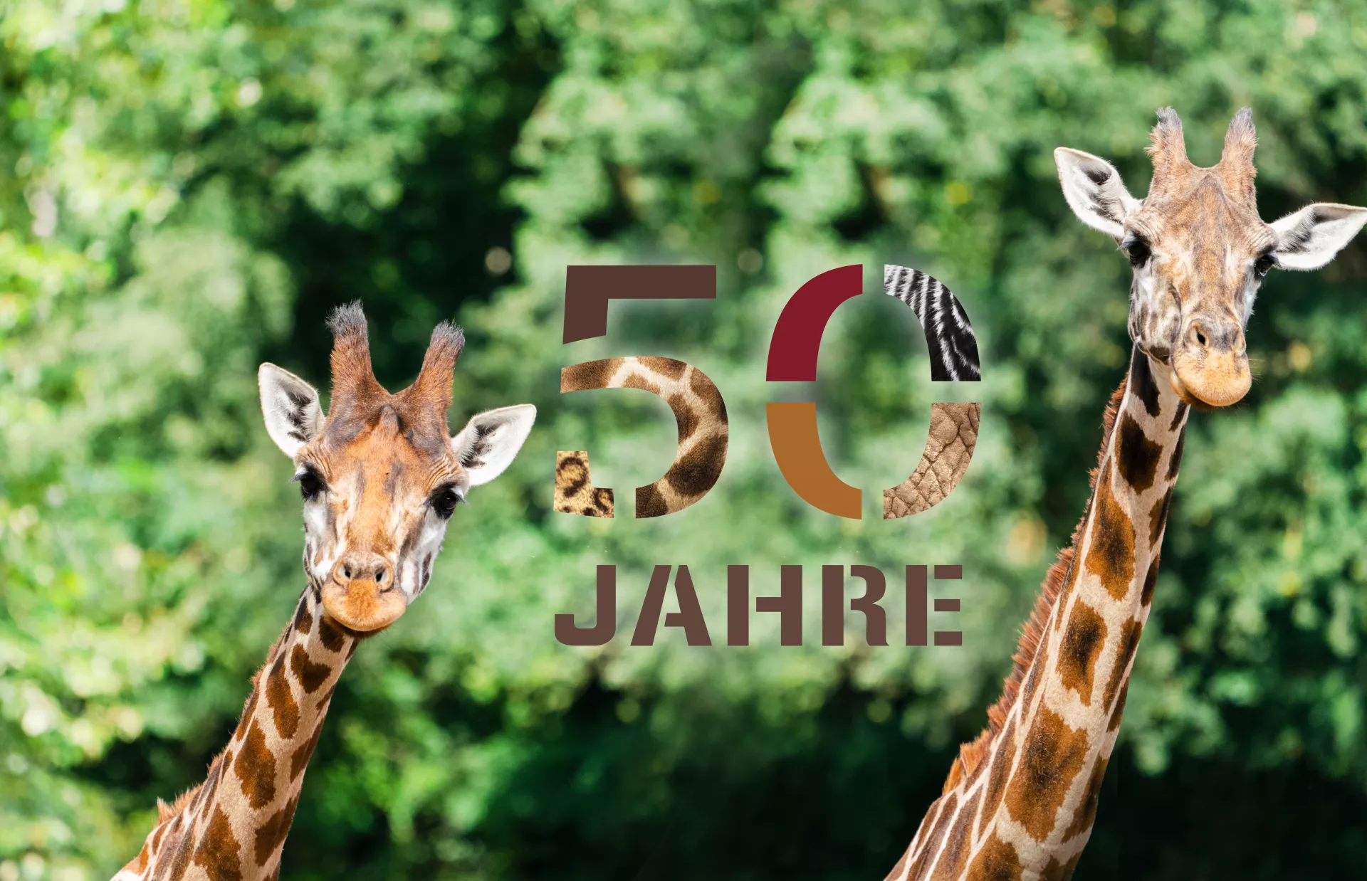 Titelbild 50 Jahre Logo unten