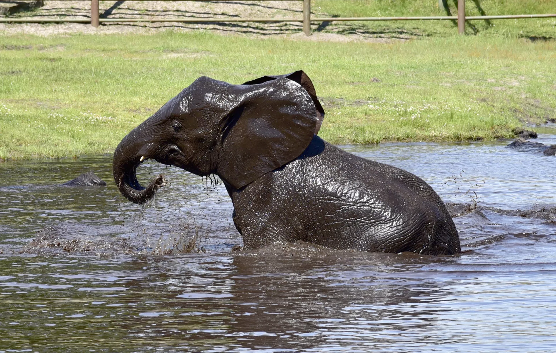 Afrikanischer Elefant