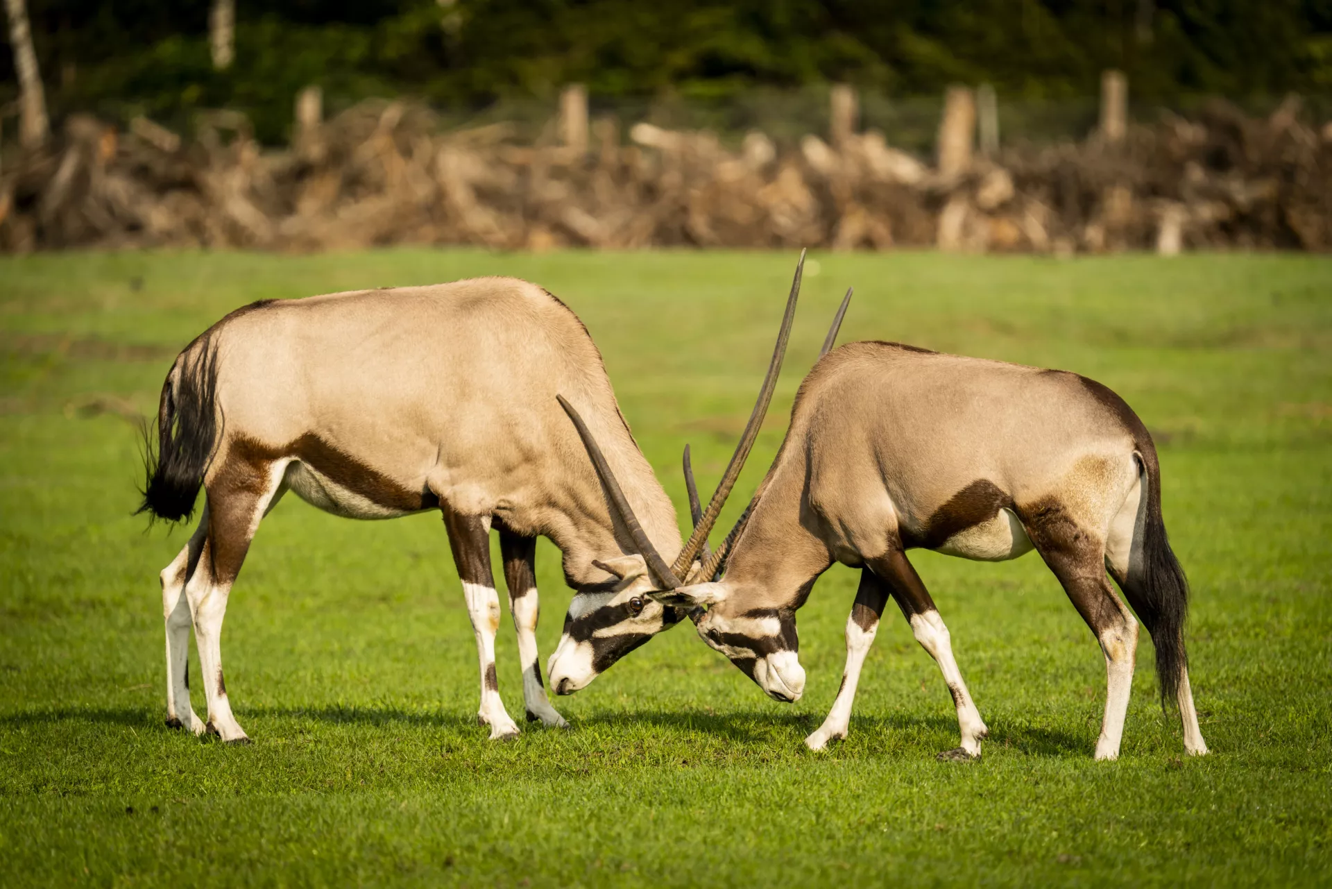 Spiessbock 1