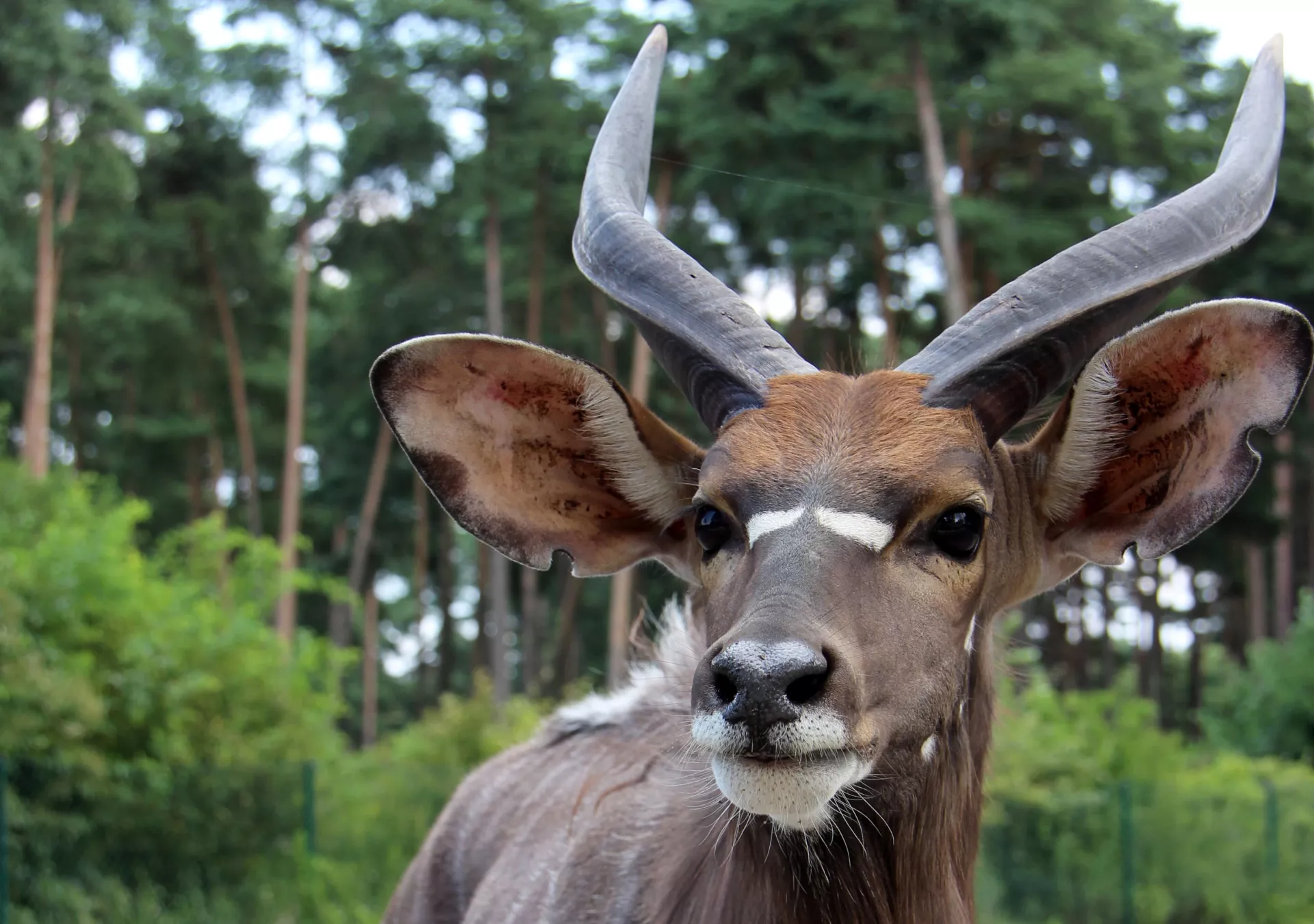 Nyala