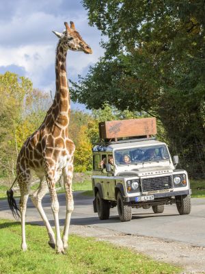 Pressefotos Serengeti-Park (Serengeti-Safari)