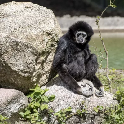 Weißhandgibbon.jpg