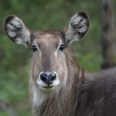 Ellipsen-Wasserbock 1.jpg