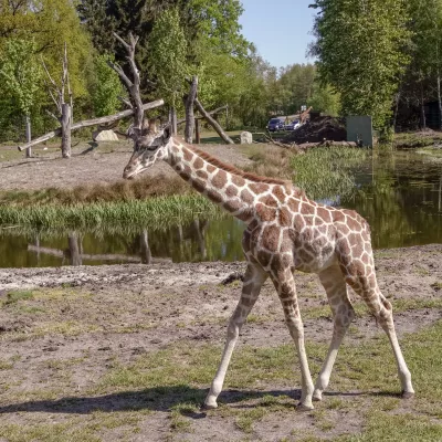 Giraffe