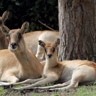 Weißnacken Moorantilope 1.jpg