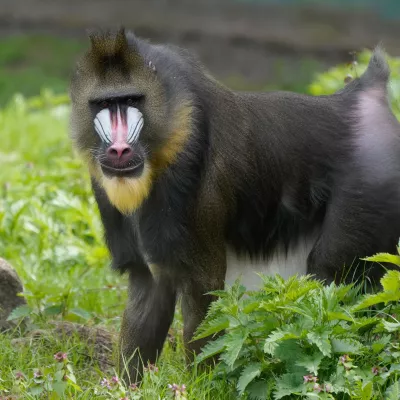 16 Dschungel-Safari (Mandrill).jpg