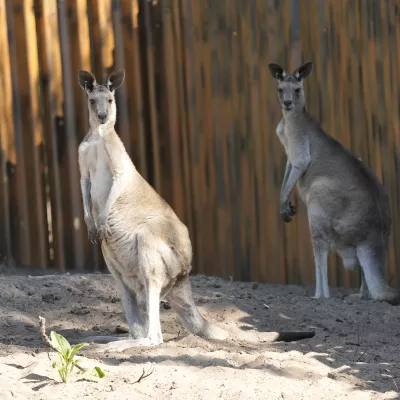 Graues Riesenkänguru 1.jpg