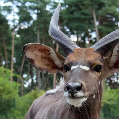 Nyala 1.jpg