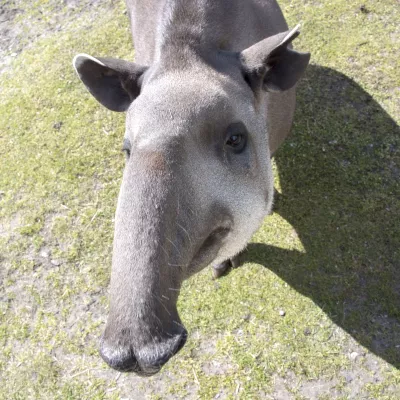 Tapir 1.jpg