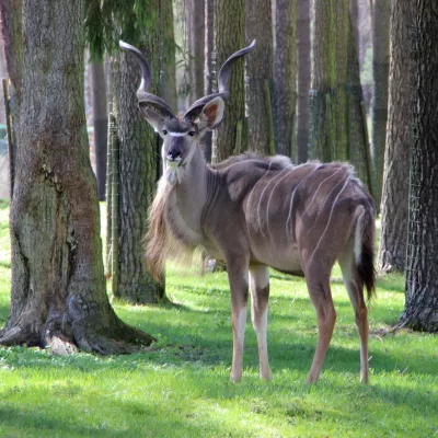 Grosser Kudu 1.jpg